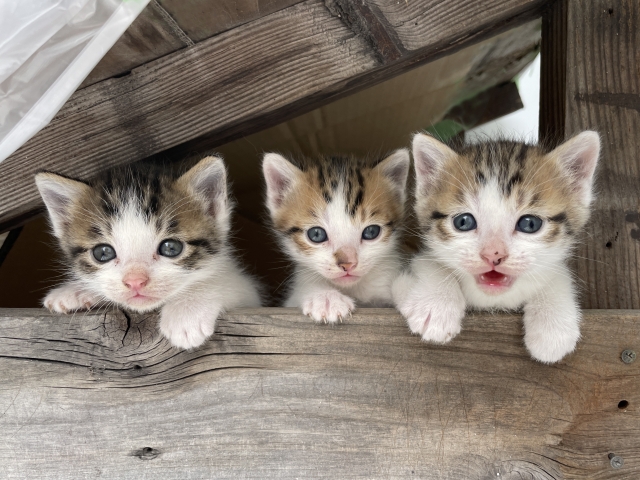 並んでいる3匹の子猫