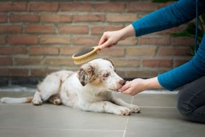 外でブラッシングされる犬