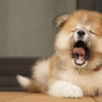 口を開ける犬