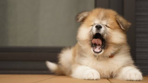 口を開ける犬