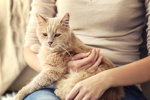 飼い主に抱き抱えられる猫