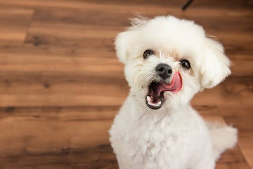 口まわりをなめる白い犬