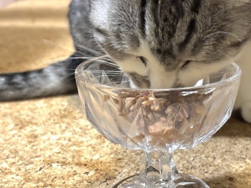 器からご飯を食べる猫