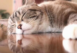 机の上で寝そべる猫